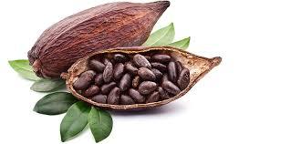 cacao22 Chocolate y cacao para el vigor físico y mucho más…