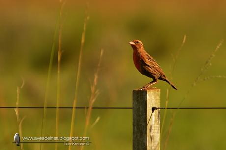 Pecho colorado (White-browed Blackbird) Sturnella superciliaris