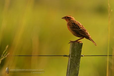 Pecho colorado (White-browed Blackbird) Sturnella superciliaris