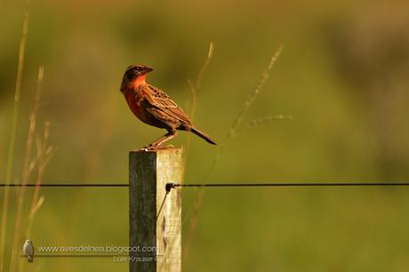 Pecho colorado (White-browed Blackbird) Sturnella superciliaris