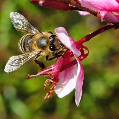 EL OFICIO DE SER ABEJA - THE OCCUPATION OF BEING BEE (Span and Eng)