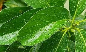 CONSEJOS PLANTAS; CÓMO LIMPIAR LAS HOJAS Y DARLES BRILLO