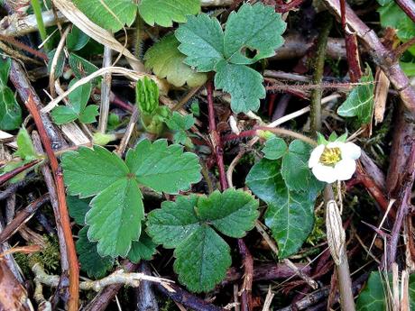 Una prima de la fresa, la fresa estéril (Potentilla sterilis), que crecía cerca de la anterior, en el jardín de una pequeña iglesia.