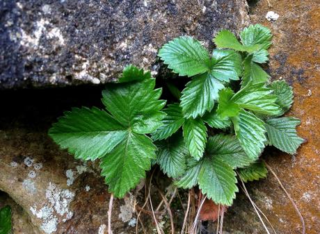 Fresa (Fragaria sp.), creciendo ¡como una planta rupícola!