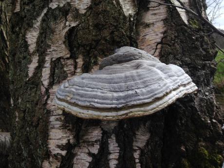 Fomes fomentarius sobre un abedul.