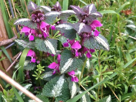 Ortiga muerta (Lamium maculatum) en plena floración. 