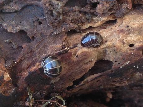 Dos milpiés de la especie Glomeris marginata.