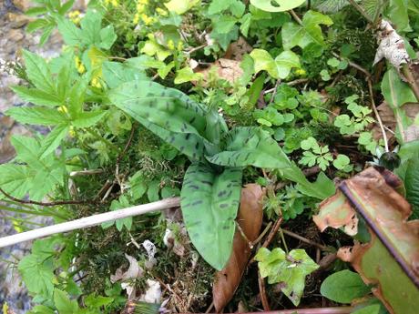 Orquídea de cuco (Dactylorhiza fuchsii), roseta basal, crecía en una zona húmeda.