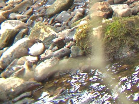 Mirlo-acuático (Cinclus cinclus gularis). Se aprecia su gran pecho blanco.