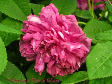 Richelieu, 'cumplido y galante caballero'. Su rosa.