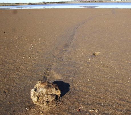 Rastro de una roca de unos dos kilos que se ha movido desde el centro de Altillo Chica subiendo una ligera pendiente.  