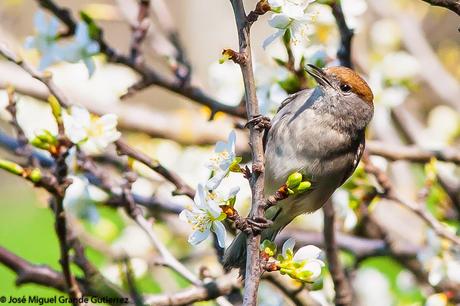 UNA CURRUCA FAMILIAR-SYLVIA ATRICAPILLA-BLACKCAP-TXINBO KASKABELTZA-PAPUXA DAS-TALLAROL DE CASQUET