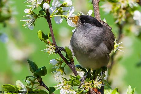 UNA CURRUCA FAMILIAR-SYLVIA ATRICAPILLA-BLACKCAP-TXINBO KASKABELTZA-PAPUXA DAS-TALLAROL DE CASQUET