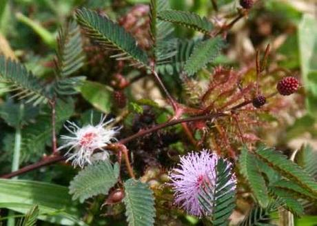 Travesura de mujeres, Mimosa pudica