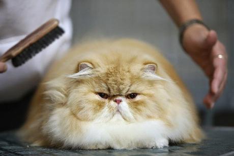 El gato persa: consejos de higiene para un cabello suave y brillante