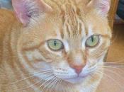 gatos charlan nosotros través maullidos, parpadeos bigotes