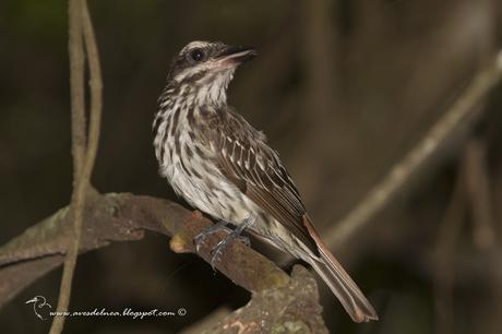 Benteveo rayado (Streaked Flycatcher) Myiodynastes maculatus