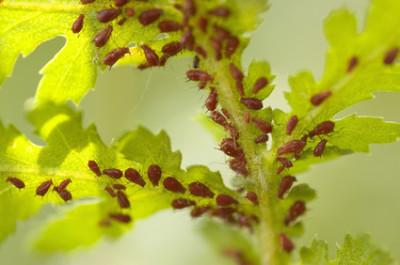 plant-louse in ray of sun