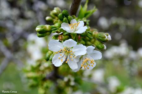 Cerezos en flor en el Valle del Tiétar