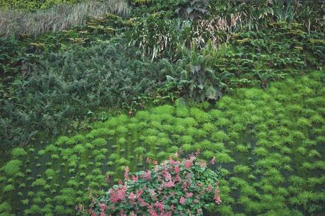 La Comunidad Verde: Apoyo a una normativa que imponga cubiertas verdes en nuevas construcciones.