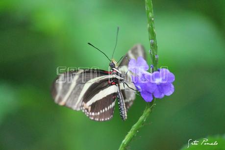 La fotografía. Mariposario de Benalmádena.