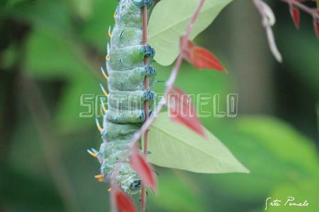 La fotografía. Mariposario de Benalmádena.