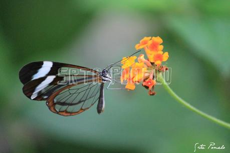 La fotografía. Mariposario de Benalmádena.