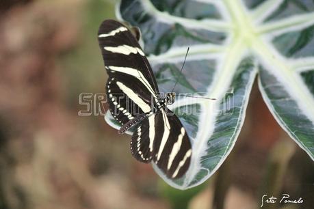 La fotografía. Mariposario de Benalmádena.