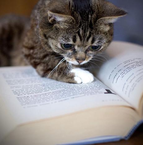 gato leyendo