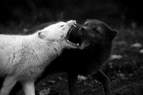 A lo que te resistes persiste