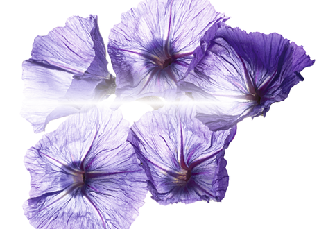 Inmortal azul de la DD Cream Crème Prodigieuse