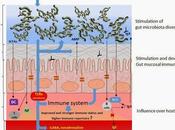 Microbiota intestinal ejercicio
