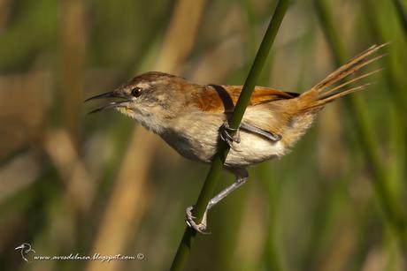 Curutié colorado (Yellow-throated Spinetail) Certhiaxis cinnamomea