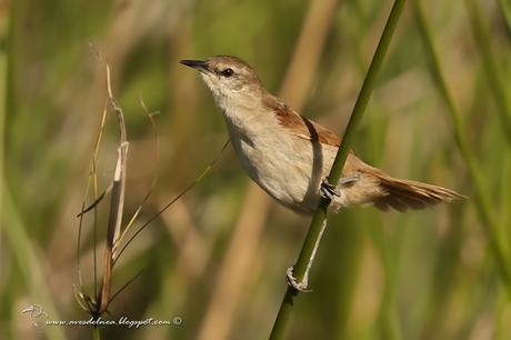 Curutié colorado (Yellow-throated Spinetail) Certhiaxis cinnamomea