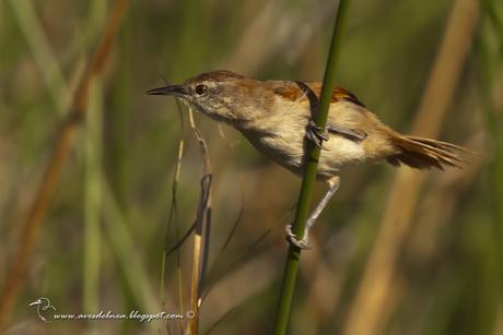 Curutié colorado (Yellow-throated Spinetail) Certhiaxis cinnamomea