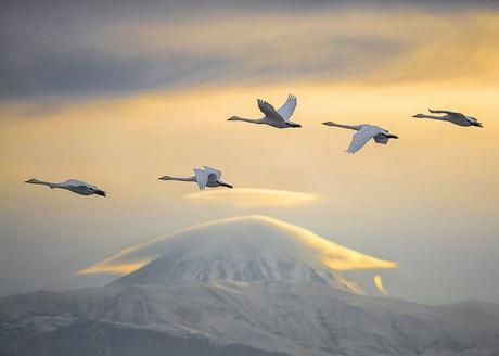 10989151_626543497447176_7958878817596398666_n