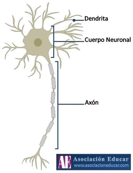 Neurona