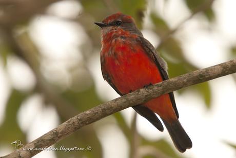 Churrinche (Vermillion Flycatcher) Pyrocephalus rubinus