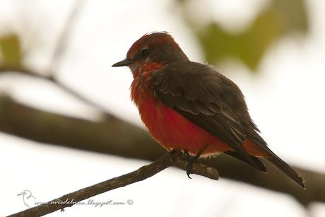 Churrinche (Vermillion Flycatcher) Pyrocephalus rubinus