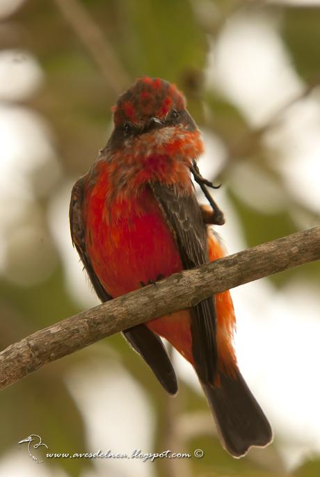 Churrinche (Vermillion Flycatcher) Pyrocephalus rubinus