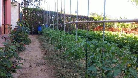 RETIRADA DE PLÁSTICO Y ENTUTORADO.,  TOMATES 2015