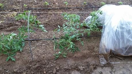 RETIRADA DE PLÁSTICO Y ENTUTORADO.,  TOMATES 2015