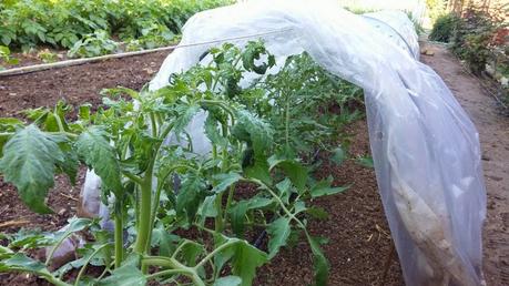 RETIRADA DE PLÁSTICO Y ENTUTORADO.,  TOMATES 2015