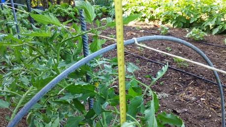 RETIRADA DE PLÁSTICO Y ENTUTORADO.,  TOMATES 2015