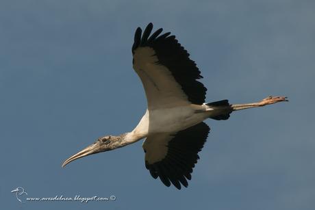 Tuyuyú (American wood Stork) Mycteria americana