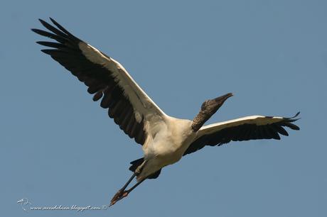 Tuyuyú (American wood Stork) Mycteria americana