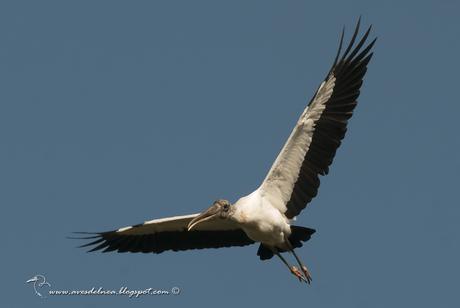 Tuyuyú (American wood Stork) Mycteria americana