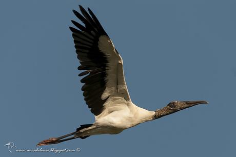 Tuyuyú (American wood Stork) Mycteria americana