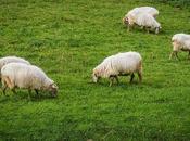 moutons