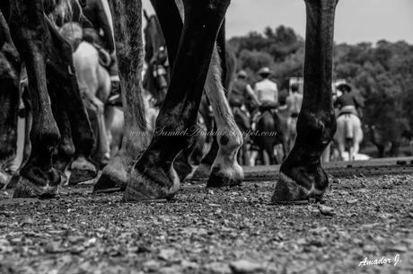 Romería de Ntra. Sña. de Piedras Albas. Fotografías en Blanco y Negro